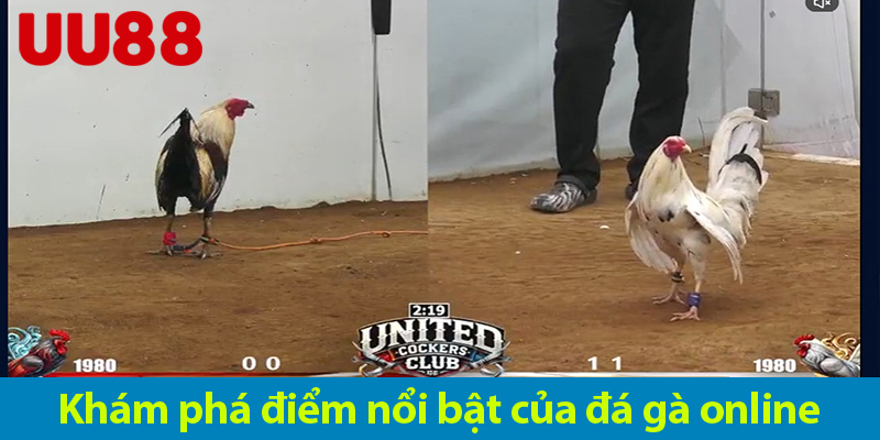 Khám phá thú vị và độc đáo của đá gà online bạn không nên bỏ lỡ